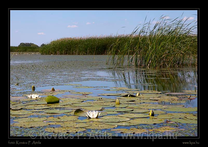 Tisza-tó 053.jpg